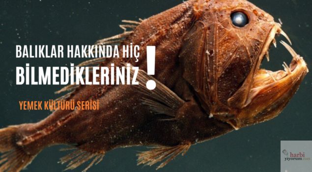 Balıklar Hakkında Hiç Bilmedikleriniz