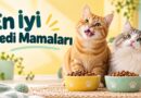En iyi kedi mamaları: kuru mama kaselerinin yanında iki neşeli kedi