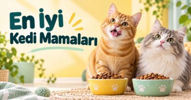 En İyi Kedi Mamaları: Her Bütçeye Uygun 9 Yetişkin Kuru Mama En iyi kedi mamaları: kuru mama kaselerinin yanında iki neşeli kedi