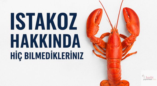 Istakoz Hakkında Hiç Bilmedikleriniz