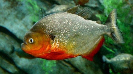 kirmizi-karinli-piranha