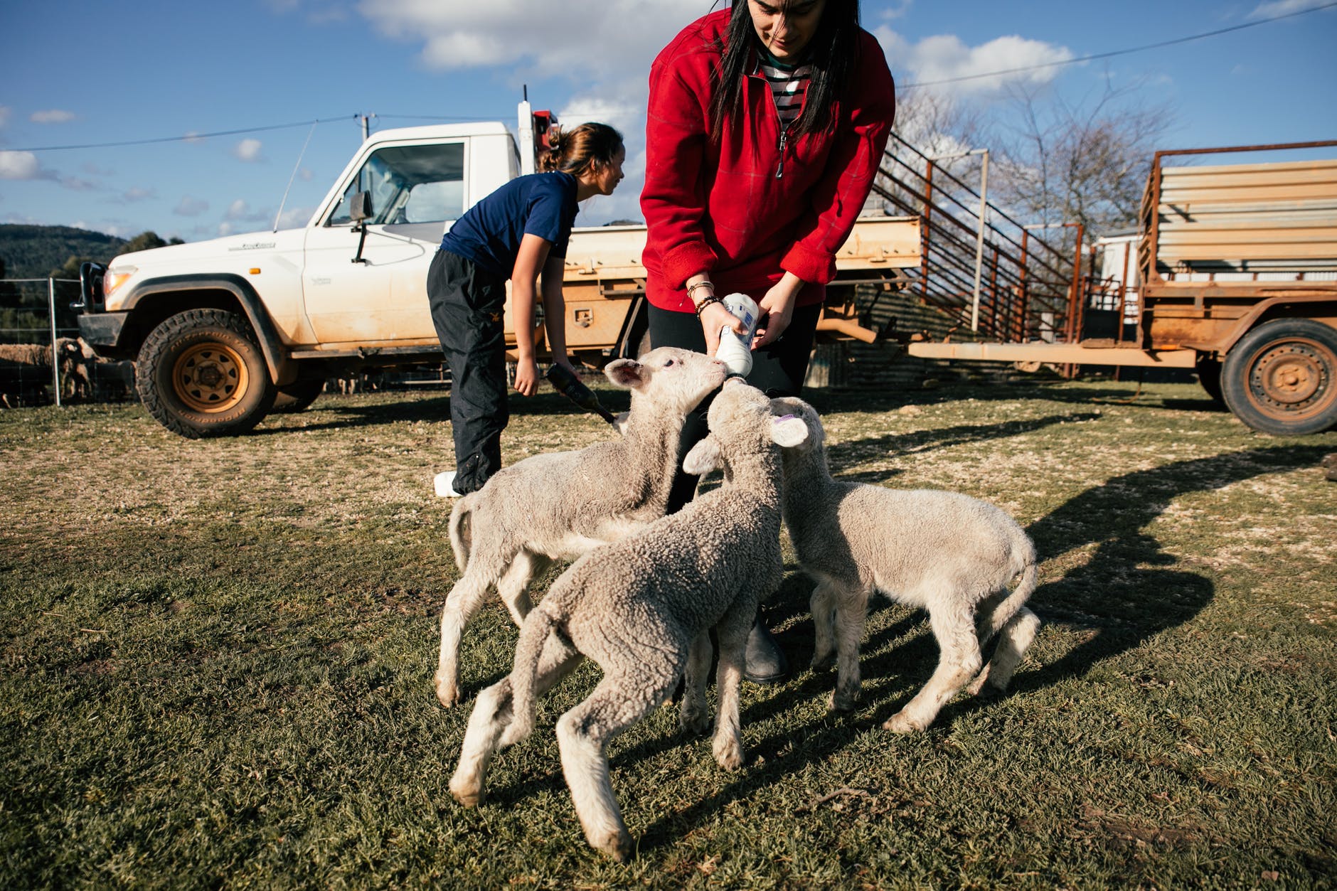 farmer feeding cute lambs with milk