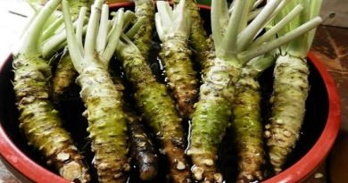 Wasabi Nedir? wasabi nedir
